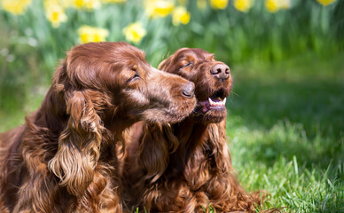 Cute old dog kissing his friend. Happy pet love, friendship, relationship, behavior concept.