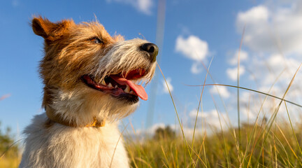 Banner of a happy panting dog in summer in the meadow grass on sky background. Hiking, walking with pet.