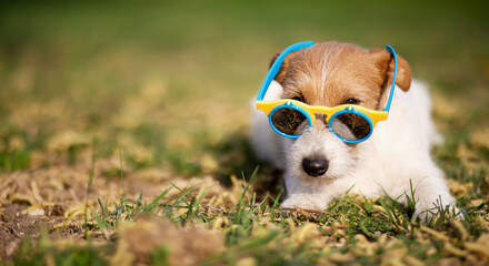 Funny dog puppy wearing sunglasses. Summer pet banner.