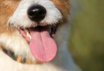 Happy jack russell terrier puppy panting, smiling in summer. Dog tongue, face, nose.