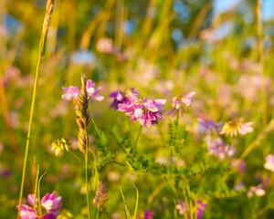 Fototapeta premium a pink wild flower in the field in the summer evening