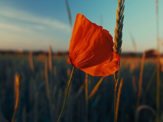 a red poppy flower in a wheat field in the summer evening