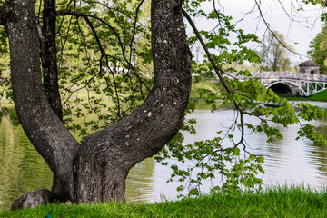 Crooked tree in the park on the background of the lake