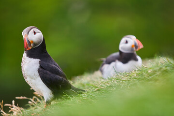 Puffins on Mykines cliffs with green background. Faroe birdlife