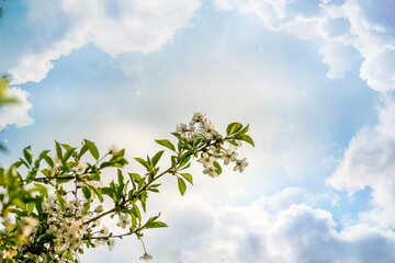 Blooming cherry branch in a blue sky with clouds