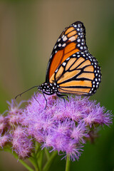 Fototapeta na wymiar macro farfalla