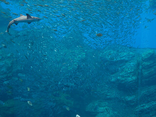 Naklejka premium fish in the water