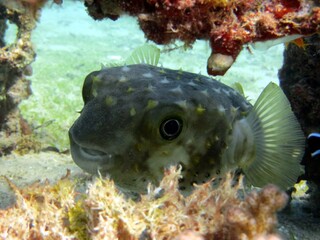 Balloon fish of the red sea