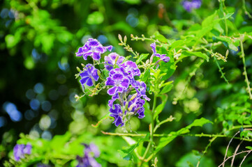 Flowers at sunset in Juan Lacaze, Colonia, Uruguay