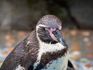 penguin on the rocks