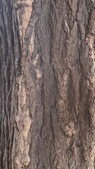 The bark of tree trunk at “Yushima Tenmangu” shrine at Ueno central downtown Tokyo, ancient historical landmark which established all the way in year 458  (雄略天皇2年), still very much loved these days. 2