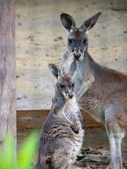 kangaroo and baby