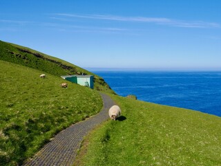 Fototapeta na wymiar Sheep grazing on Westman Island, Heimaey, Iceland.