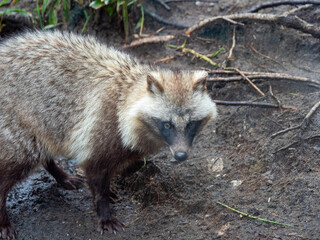 Obraz premium red fox cub