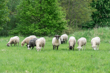 Obraz na płótnie Canvas Photo of sheep eating grass in a field