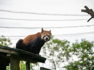 red panda in the zoo