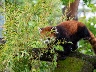 red panda eating bamboo
