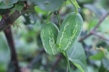 Ivy Gourd on tree in nature