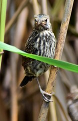 Juvenile Red Wing Blackbird