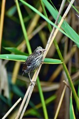 Juvenile Red Wing Blackbird