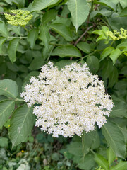 Closeup of white american elder inflorescence with selective focus on foreground