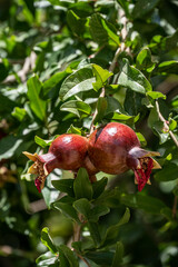 Two pomegranates on the plant.