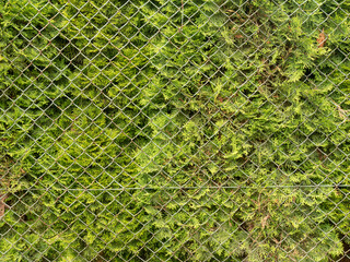 Thuja fence in the country.