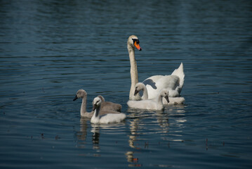 View of family swan with mother and babies swimming in the water