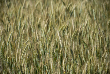 closeup of wheat field background