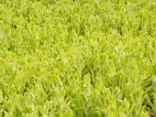 Poppy on a farmer's field.