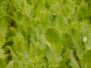 Poppy on a farmer's field.
