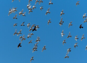 Birds in flight. Breeding pigeons. White birds against blue sky. Flying pigeons. Feral pigeons (Columba livia domestica)