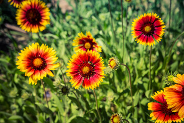 vibrant Gaillardia pulchella or indian blanket on green floral background