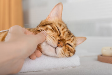 A woman massages the body and muzzle of a cat.