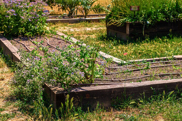 drip irrigation. growing plants in an outdoor nursery