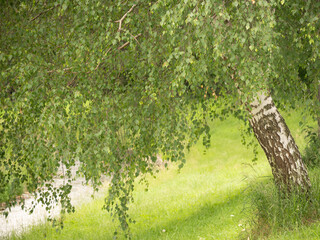 Birch on the river bank.