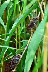Juvenile Red Winged Blackbird