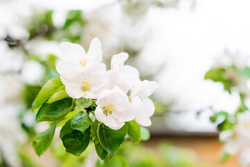 Floral background. Beautiful apple blossoms on a tree in spring. Soft selective focus.