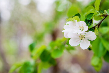 Floral background. Beautiful apple blossoms on a tree in spring. Soft selective focus.