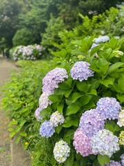 Hydrangea color transitions at Ueno park, beautiful scenery with the free path beside a lotus pond, with pigeons and full summer greenery.  2022/6/14