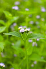 white colored grass flower on field