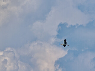 A white stork soaring among the clouds.