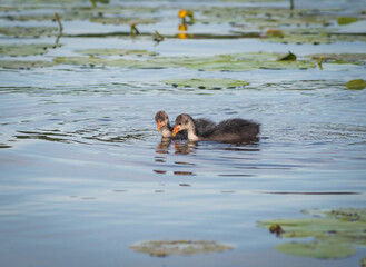 Closeup of two chicks of Eurasian coot (Fulica atra) swimming on the water among yellow...
