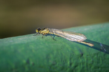Closeup of red-eyed damselfly (Erythromma najas) damselfy perched on green boat
