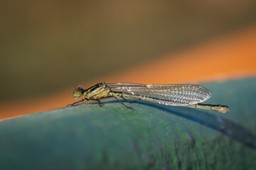 Closeup of red-eyed damselfly (Erythromma najas) damselfy perched on green boat

