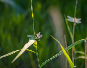 Closeup of large white-faced darter (Leucorrhinia pectoralis) dragonflies perched on green reeds

