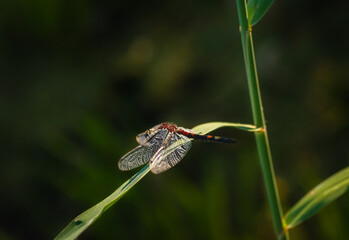 Closeup of large white-faced darter (Leucorrhinia pectoralis) dragonfly perched on green reed