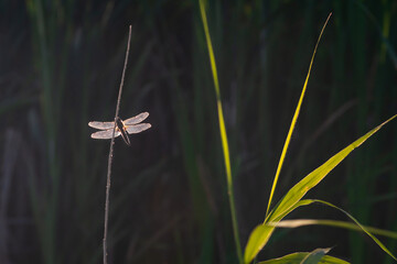 Large white-faced darter (Leucorrhinia pectoralis) dragonfly perched on green reed

