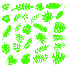 Set of leaves of different tropical and European trees and plants.