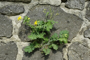 Ranunculus (buttercup) on an old sandstone wall in spring (horizontal), Hildesheim, Lower Saxony, Germany